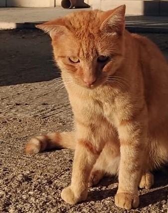 Alex Giovane Micione Rosso